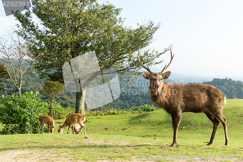 Image of Stag Deer 