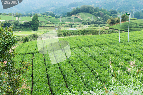 Image of Japanese green tea field