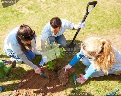 Image of group of volunteers planting tree in park