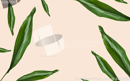 Image of green leaves with blank space on beige background