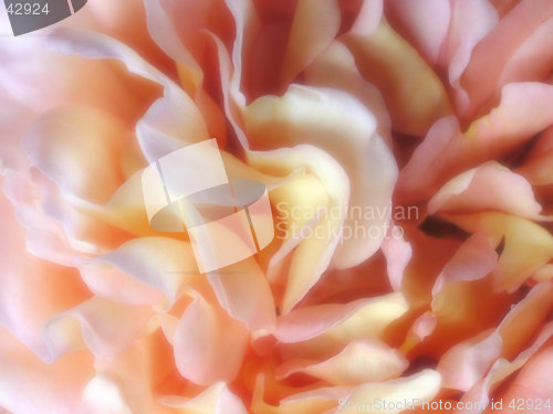 Image of soft focus rose details