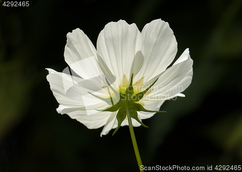 Image of White Cosmos Flower