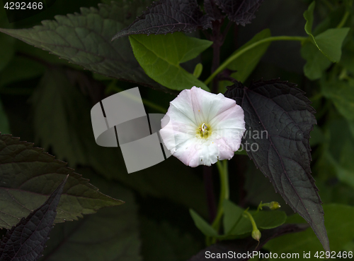 Image of Field Bindweed Flower