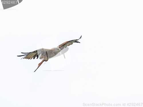 Image of Red Kite