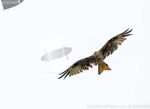 Image of Red Kite against Grey Sky