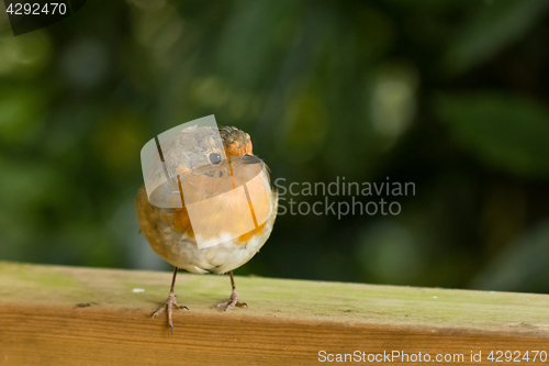 Image of Robin on Fence looking to Its Left