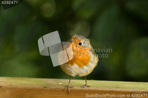 Image of Robin on Fence with Toes over Edge