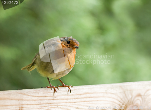 Image of Robin on Fence, Head Tilted