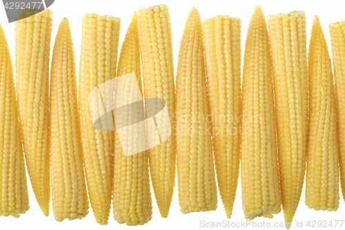 Image of Baby corn in a row isolated on white background