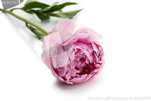 Image of Beautiful peony flower