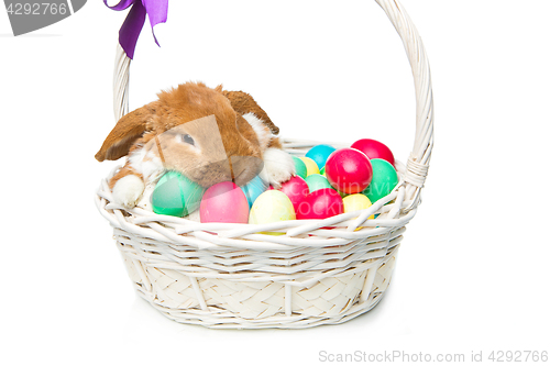 Image of Beautiful domestic rabbit in basket with eggs