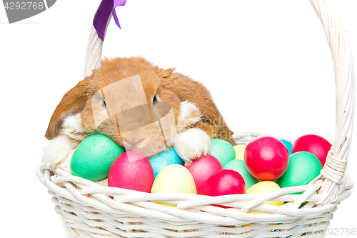 Image of Beautiful domestic rabbit in basket with eggs