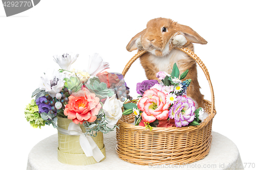 Image of Beautiful domestic rabbit