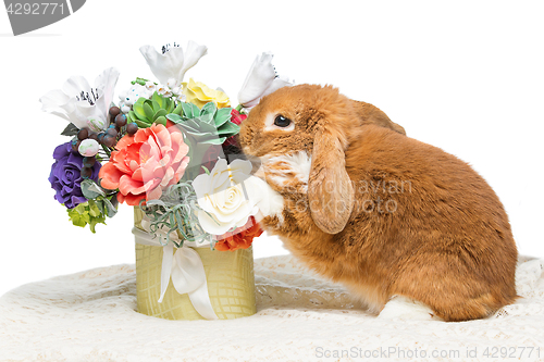 Image of Beautiful domestic rabbit