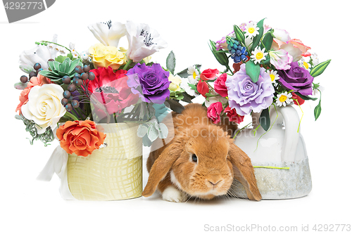 Image of Beautiful domestic rabbit