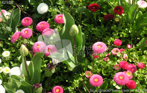 Image of tulip and daisy bed