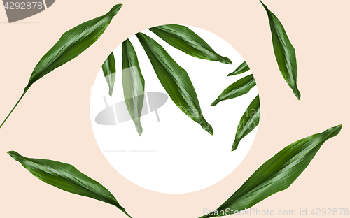Image of green leaves over round frame on beige