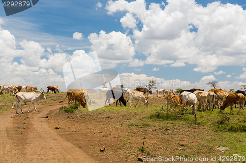 Image of cows grazing in savannah at africa