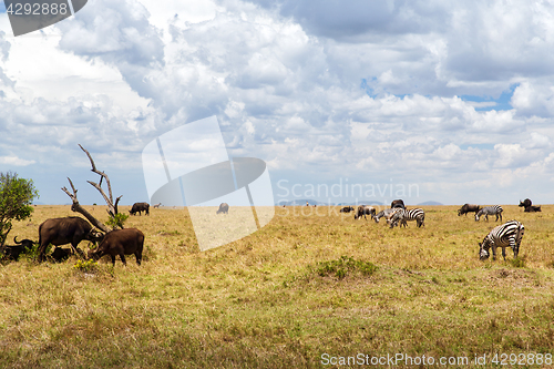 Image of group of herbivore animals in savannah at africa