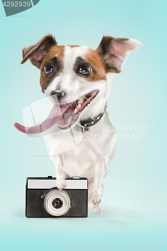 Image of dog taking a photo with an old camera