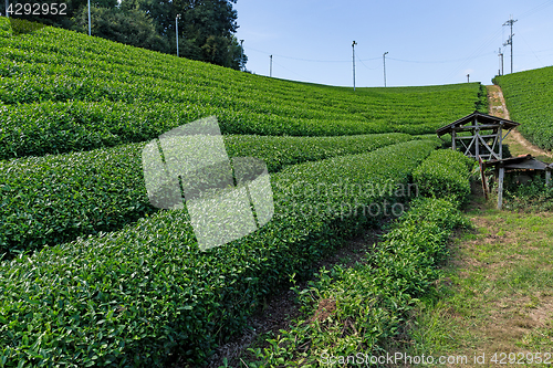 Image of Fresh green tea farm