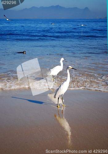 Image of Itaipu beach and the seagulls