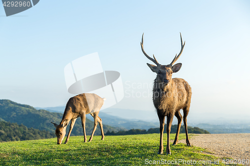 Image of Lovely Male wild deer at the mountain