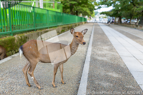 Image of Wild deer in Nara city