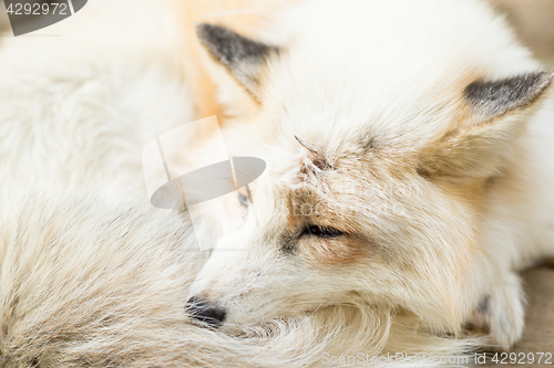 Image of Fox sleeping