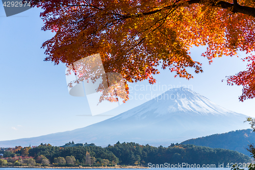 Image of Red Maple tree and Mt. Fuji 
