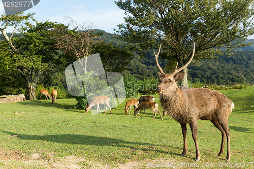 Image of Stag deer