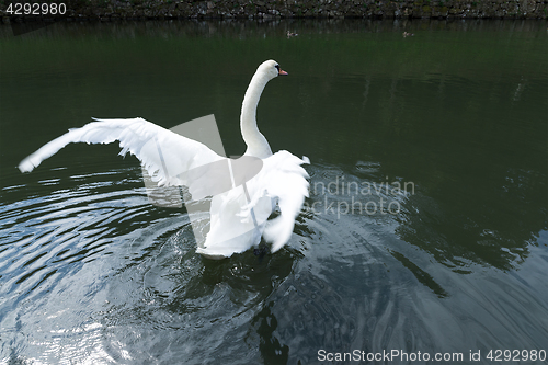 Image of White swan in lake