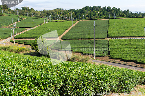 Image of Green tea