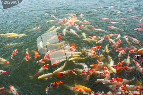 Image of Carp fish in pond