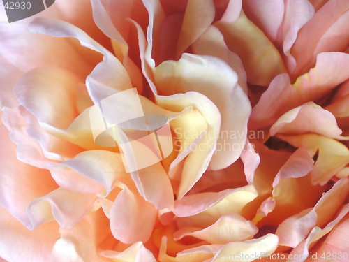 Image of rose macro