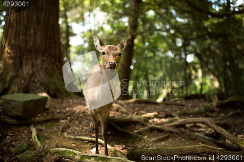 Image of Roe deer in the wild