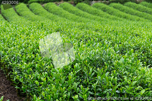 Image of Green fresh Tea plantation