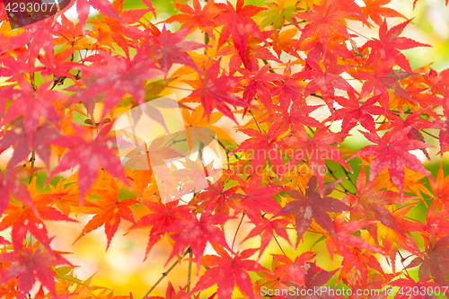 Image of Red maple leaves