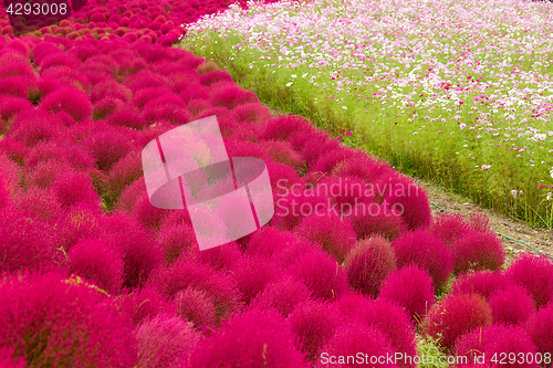 Image of Red Bassia scoparia and cosmos flower