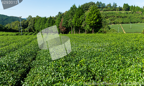 Image of Fresh tea farm