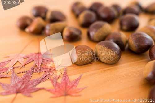 Image of Chestnut and dried maple leaves