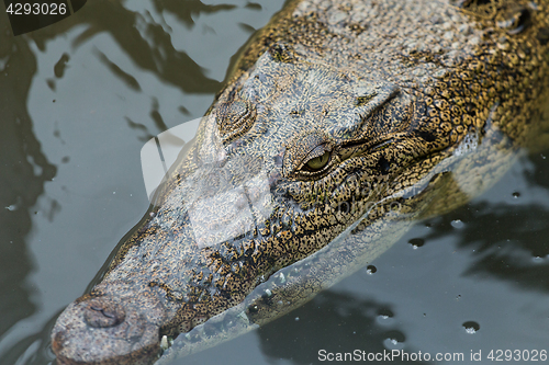 Image of Closeup of crocodile swimming