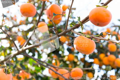 Image of Persimmon fruit on tree