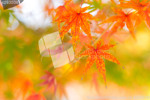 Image of Maple leaf in Autumn