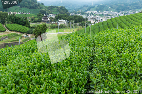Image of Green Tea plantation terraced farm