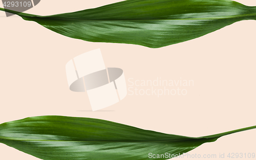 Image of green leaves with blank space on beige background