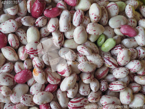 Image of Crimson beans legumes vegetables