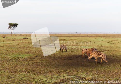 Image of clan of hyenas in savannah at africa