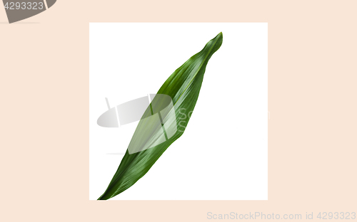 Image of green leaf over whine square frame on beige