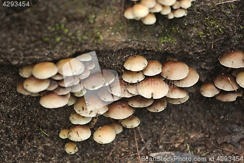Image of Mushrooms growing on a trunk